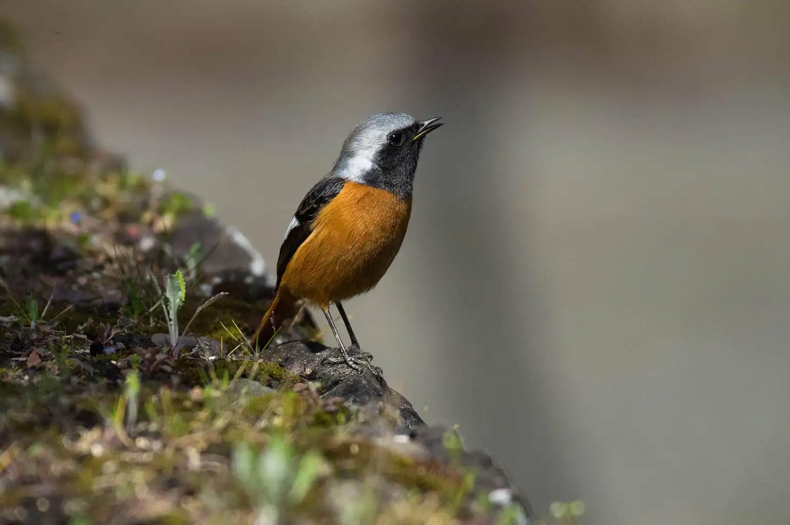野鳥・ジョウビタキ(雄)の写真画像