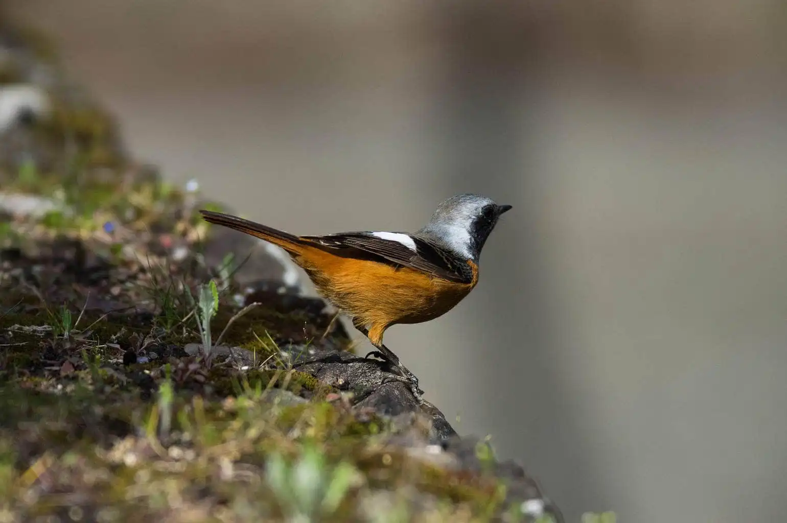 野鳥・ジョウビタキ(雄)の写真画像