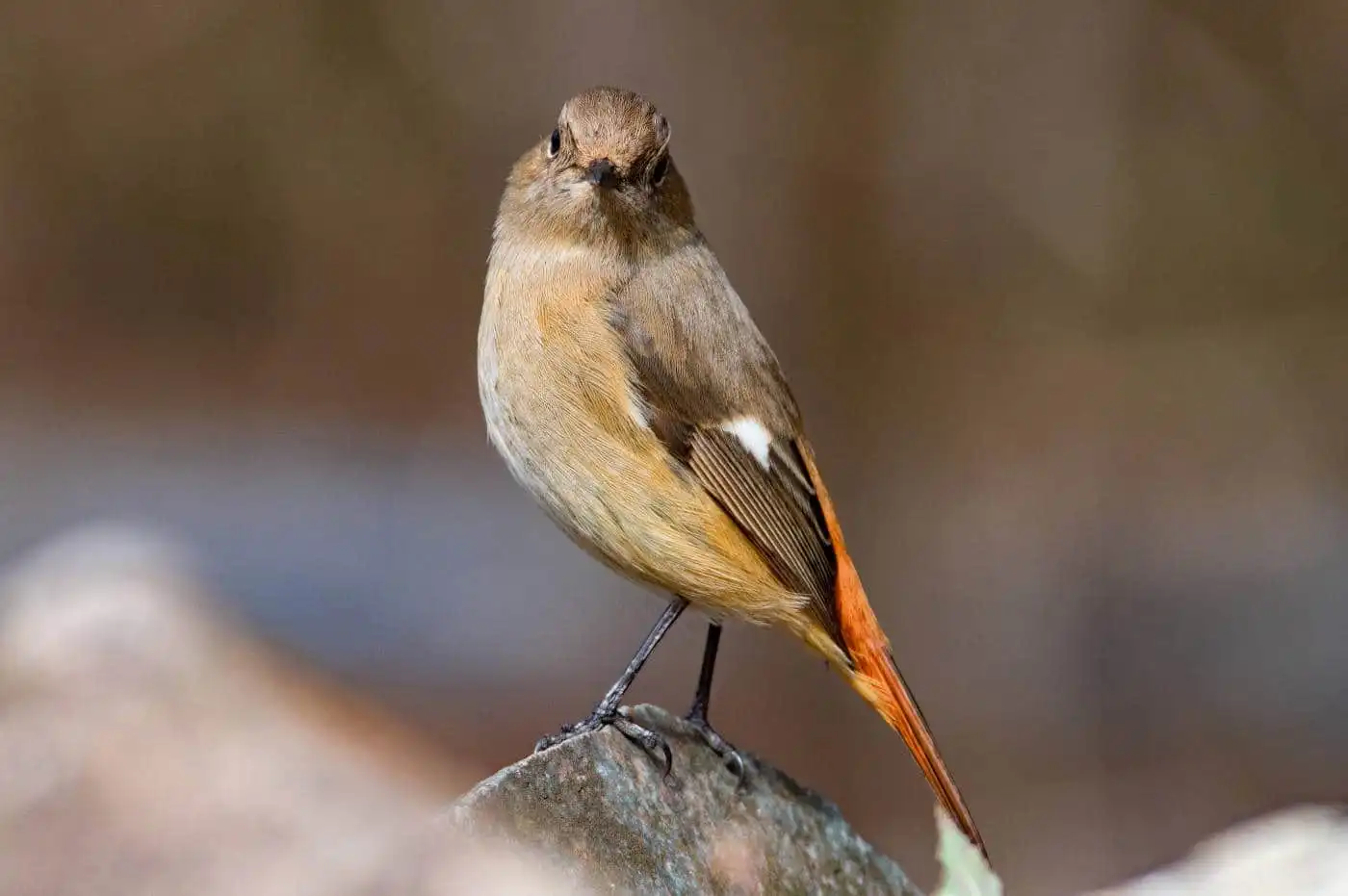 野鳥・ジョウビタキ(雄)の写真画像