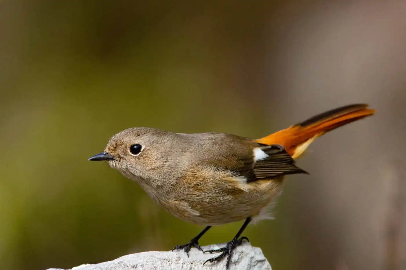 野鳥・ジョウビタキ(雄)の写真画像