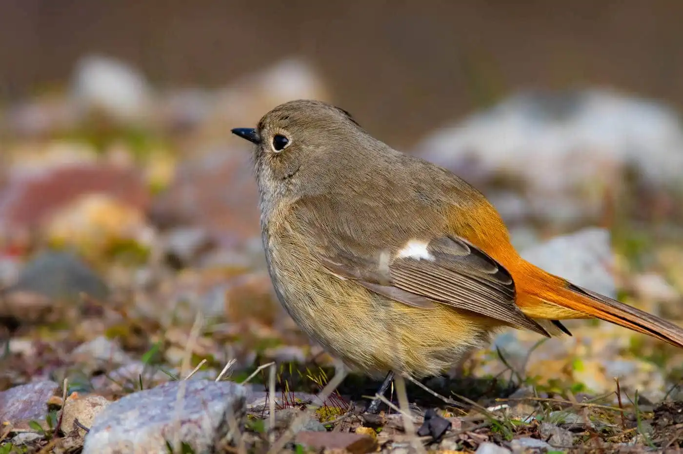 野鳥・ジョウビタキ(雄)の写真画像