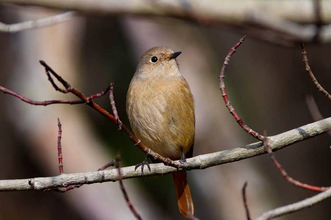 野鳥・ジョウビタキ(雄)の写真画像