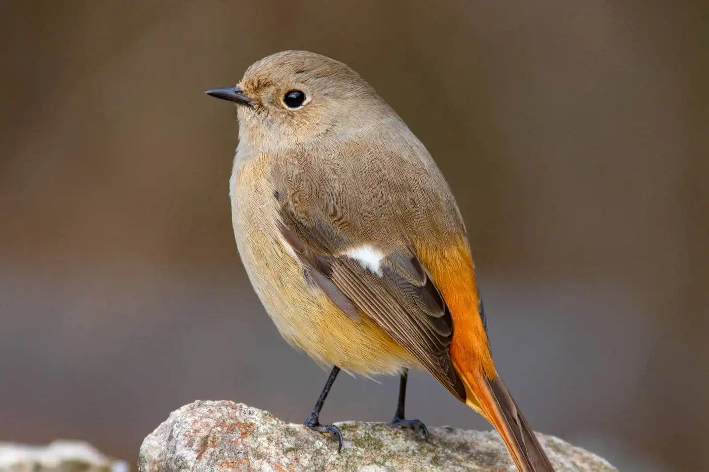 野鳥・ジョウビタキ(雄)の写真画像