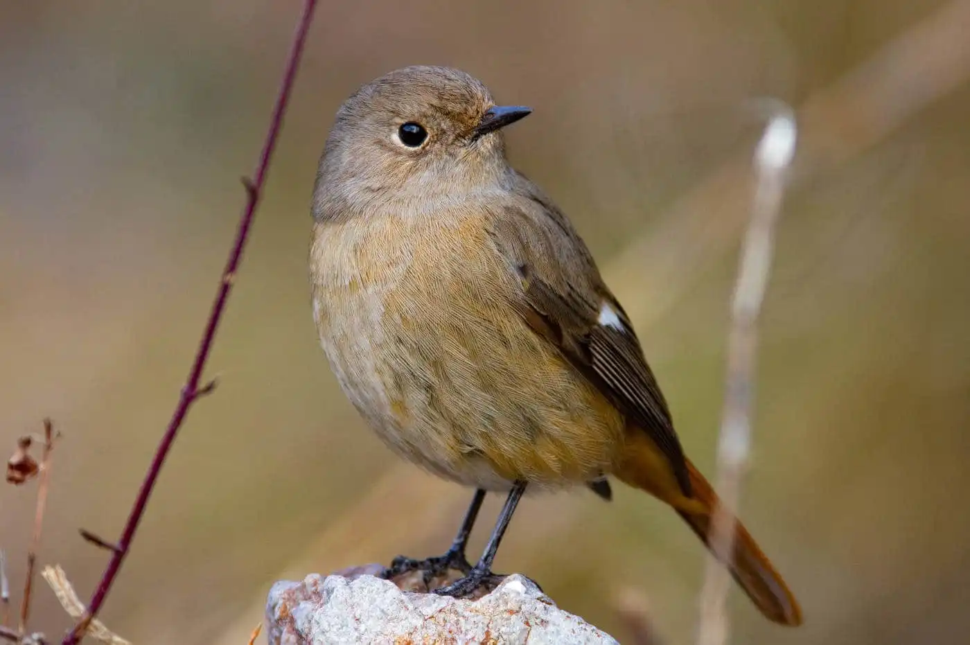 野鳥・ジョウビタキ(雄)の写真画像