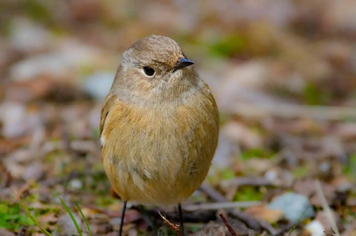 野鳥・ジョウビタキ(雄)の写真画像
