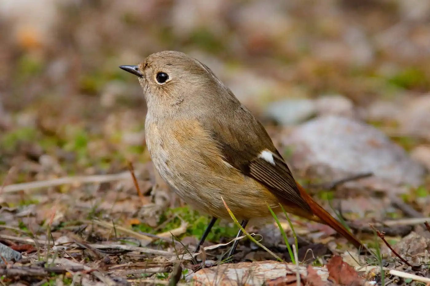 野鳥・ジョウビタキ(雄)の写真画像