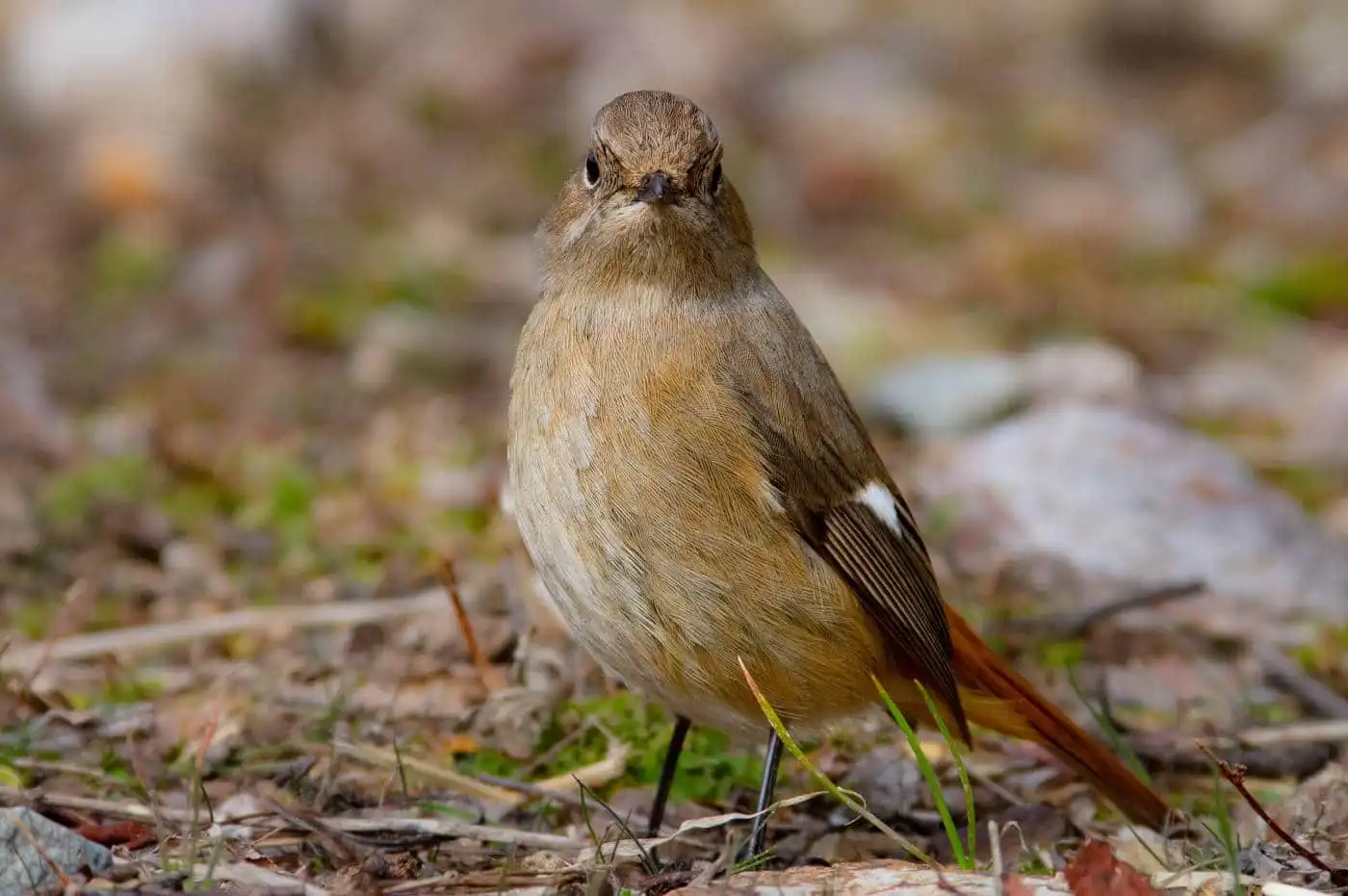 野鳥・ジョウビタキ(雄)の写真画像