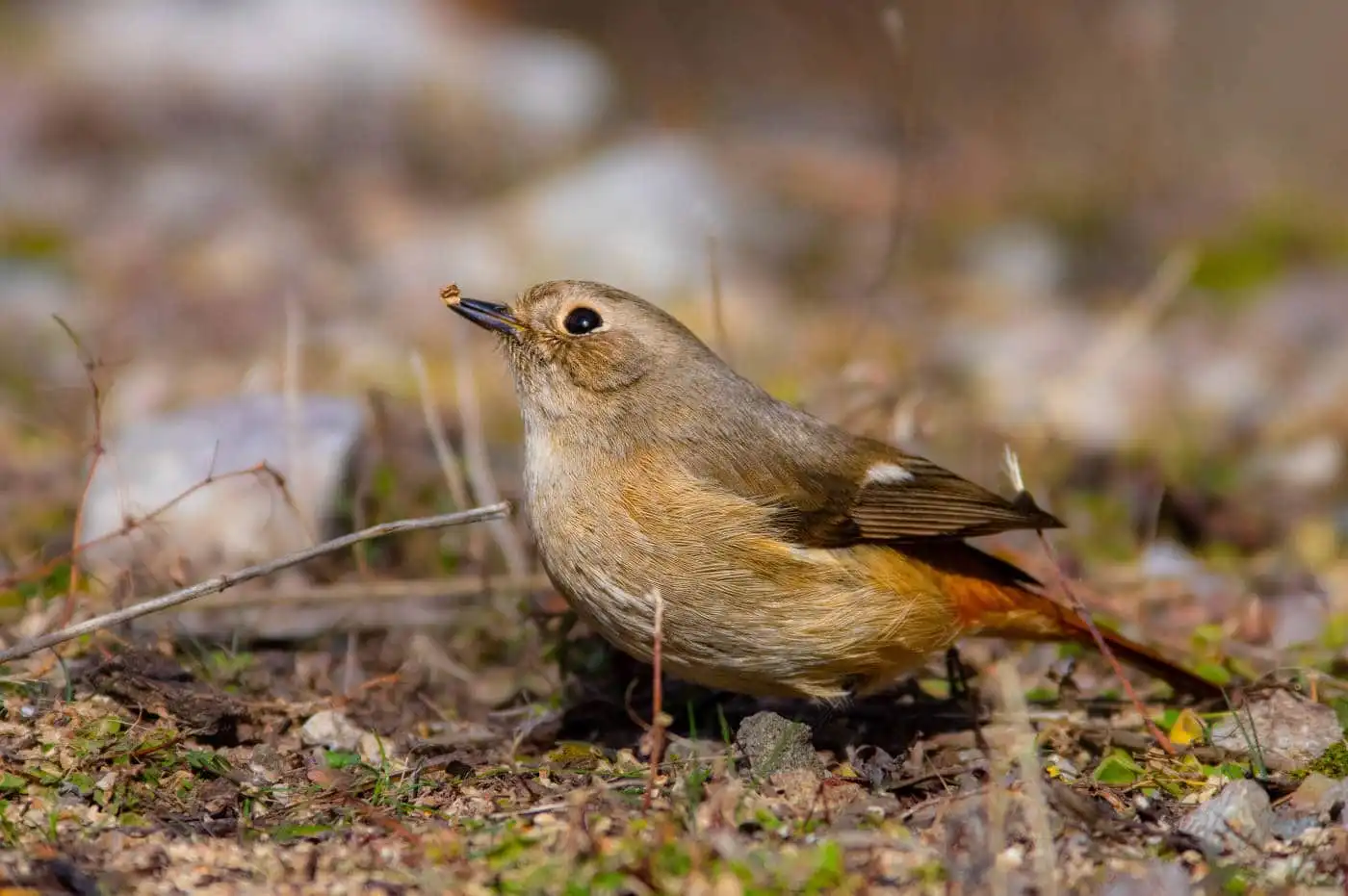 野鳥・ジョウビタキ(雄)の写真画像