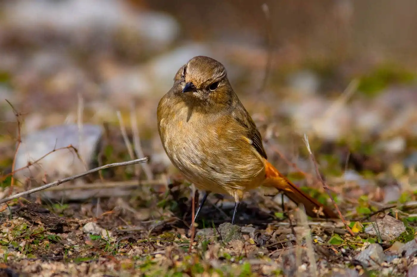 野鳥・ジョウビタキ(雄)の写真画像