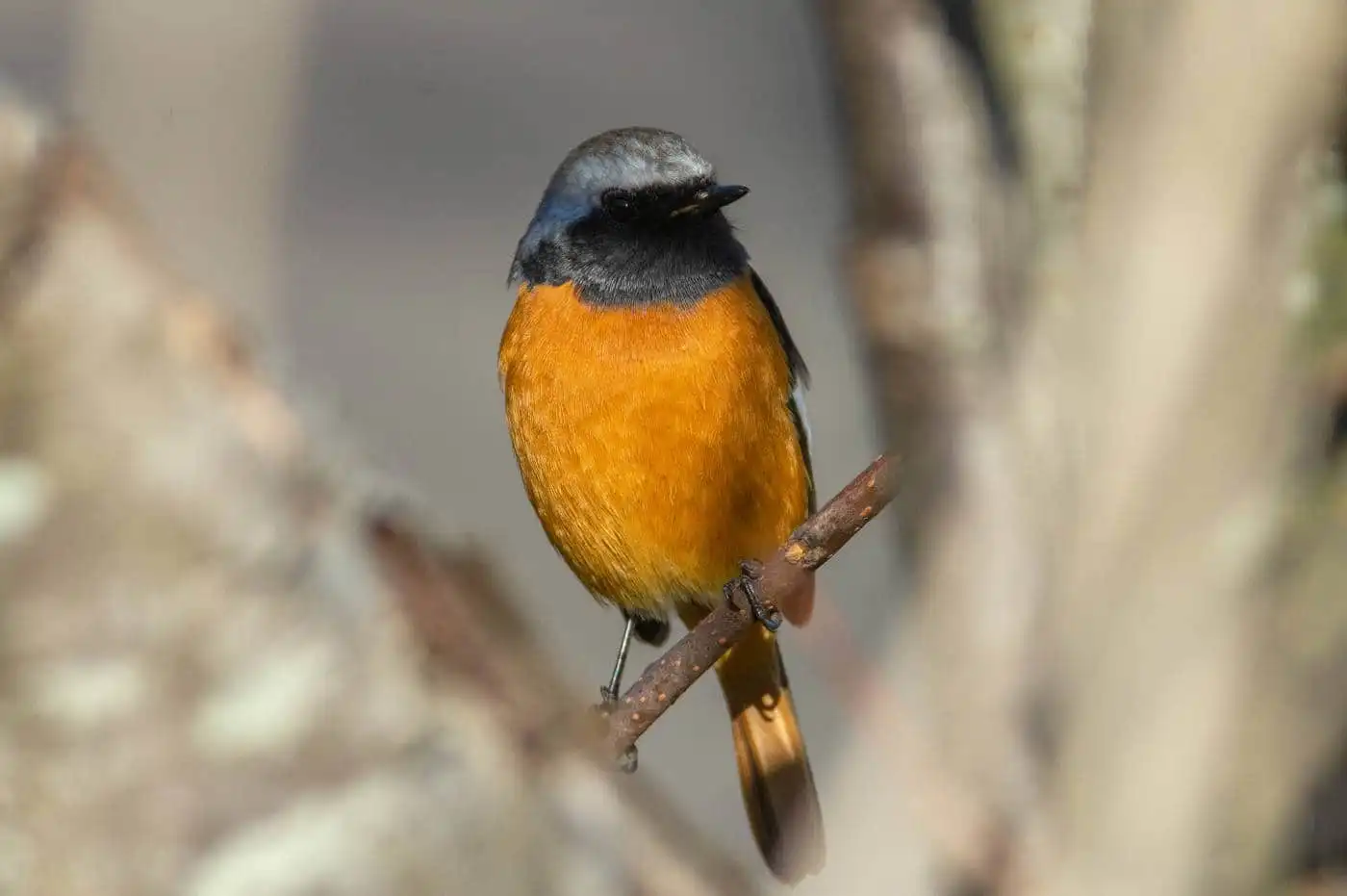 野鳥・ジョウビタキ(雄)の写真画像