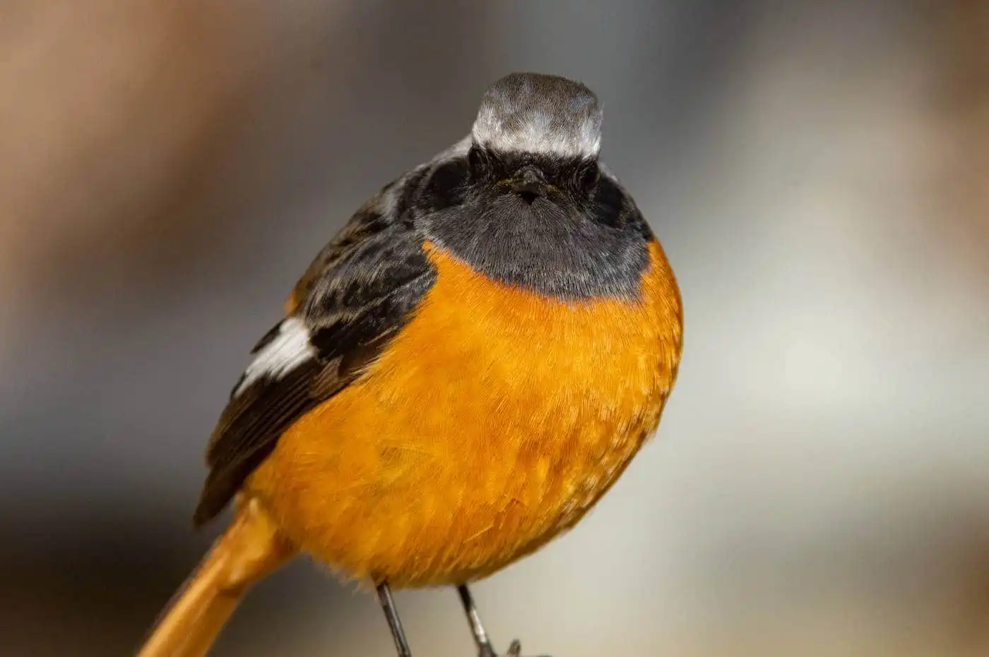 野鳥・ジョウビタキ(雄)の写真画像