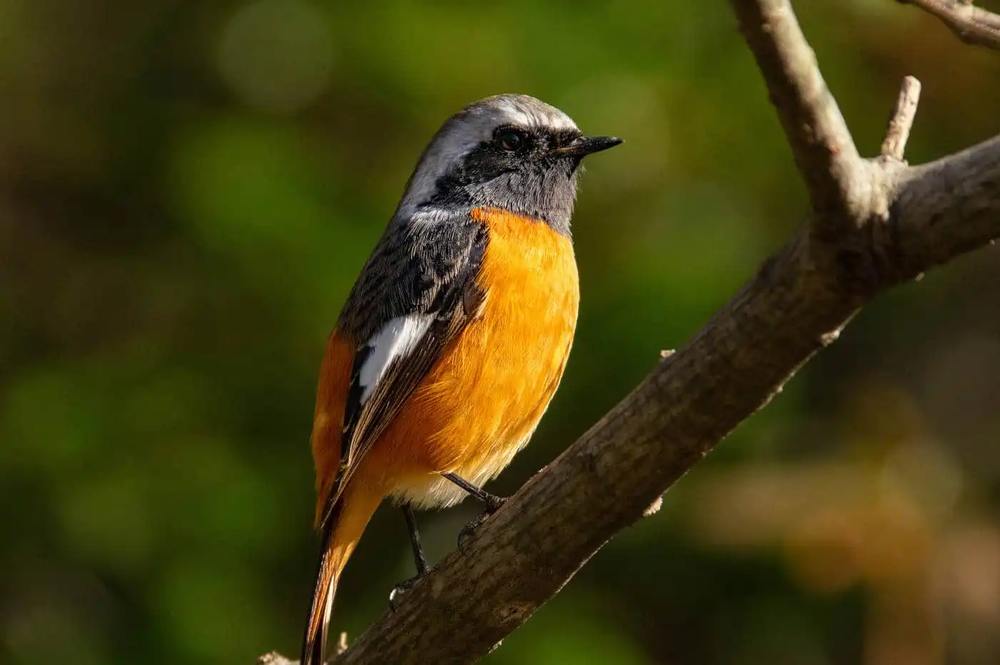 野鳥・ジョウビタキ(雄)の写真画像