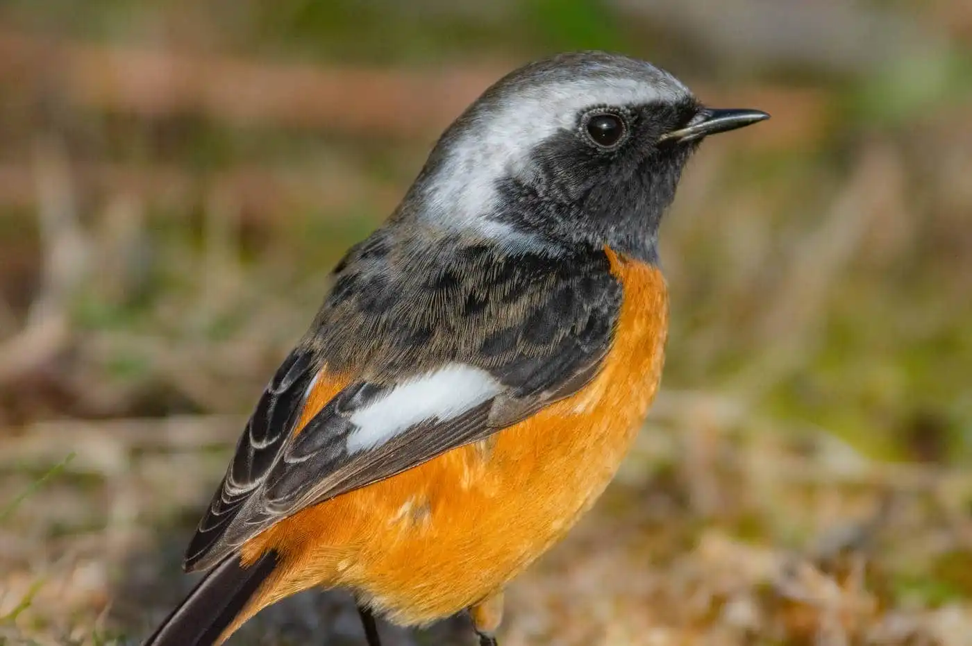 野鳥・ジョウビタキ(雄)の写真画像