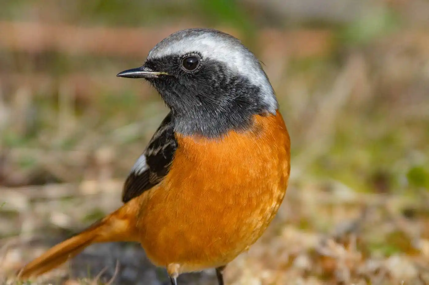 野鳥・ジョウビタキ(雄)の写真画像