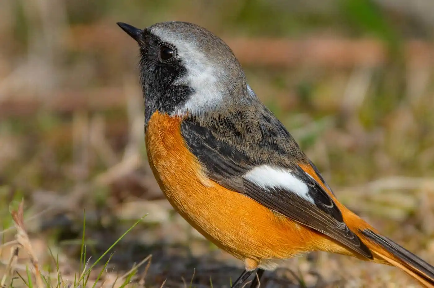 野鳥・ジョウビタキ(雄)の写真画像