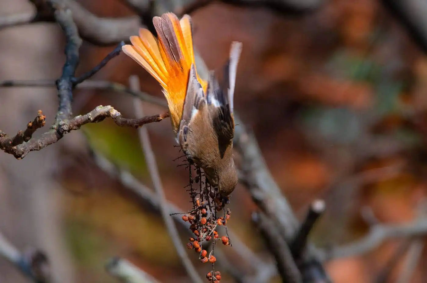 野鳥・ジョウビタキ(雄)の写真画像