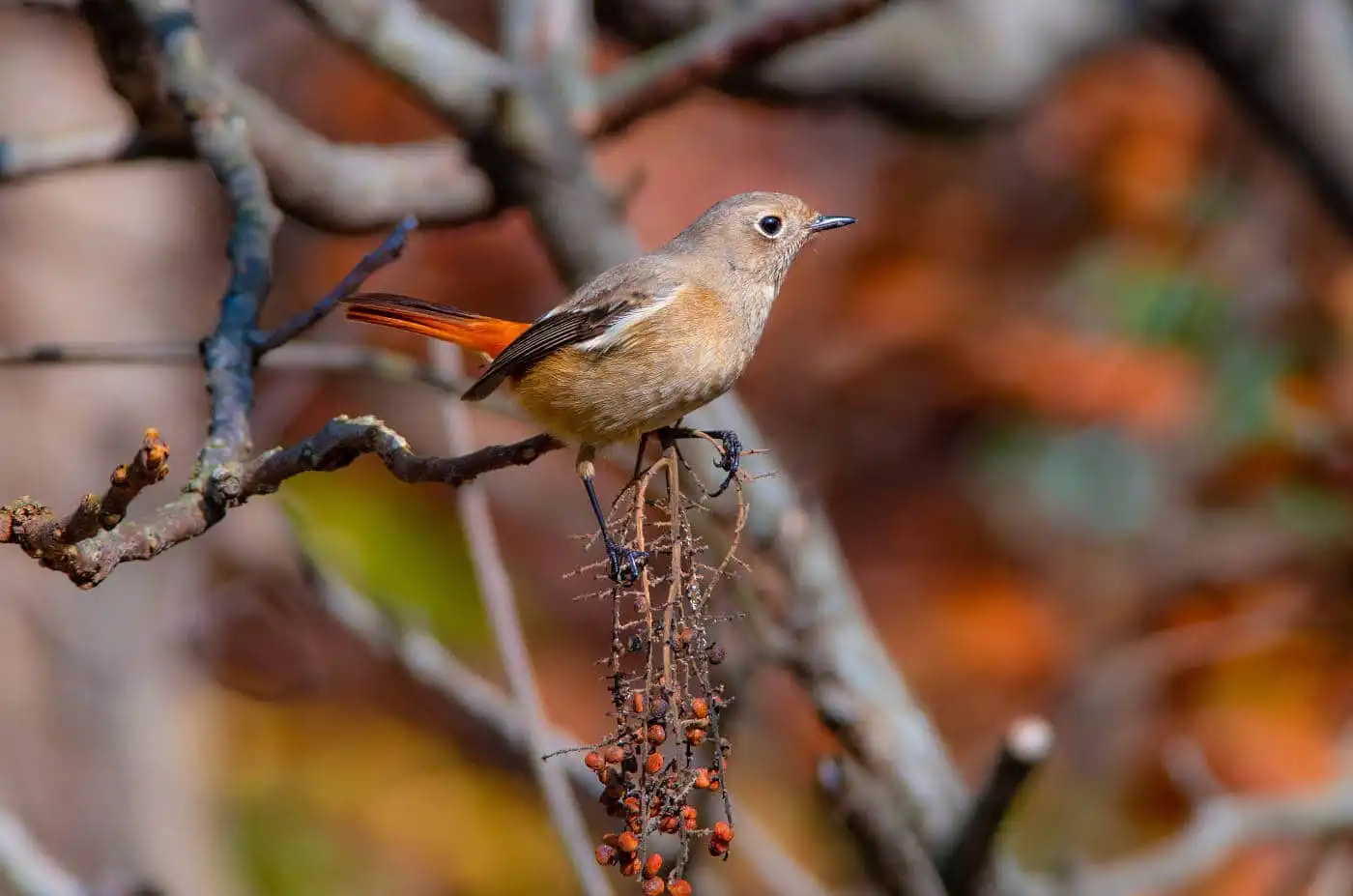 野鳥・ジョウビタキ(雄)の写真画像