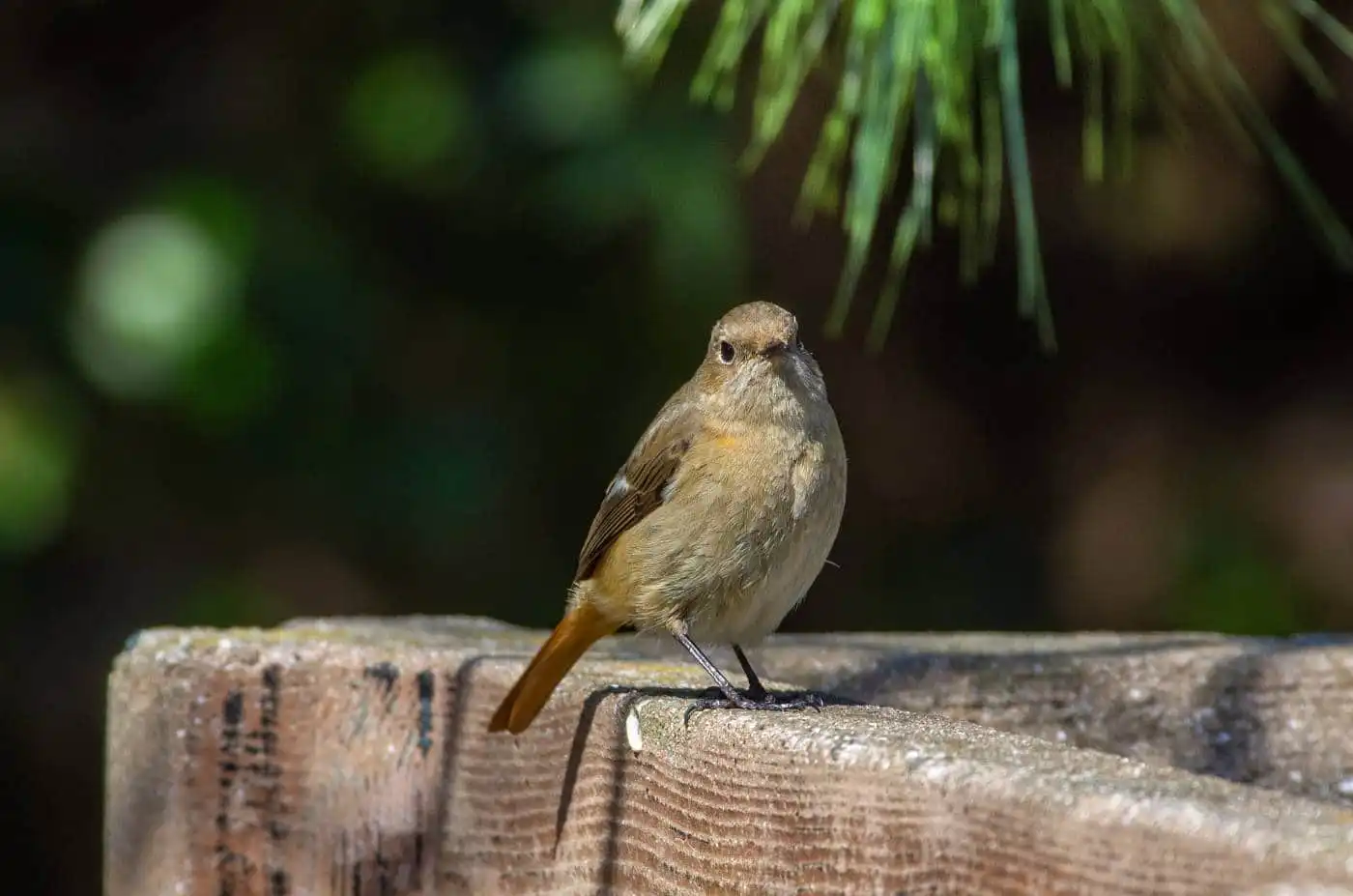 野鳥・ジョウビタキ(雄)の写真画像