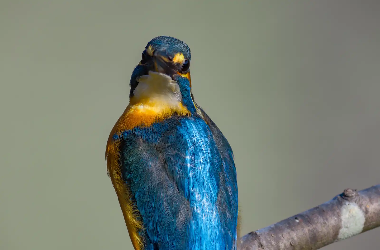 天体望遠鏡BORGで撮影した野鳥・カワセミの高解像写真画像