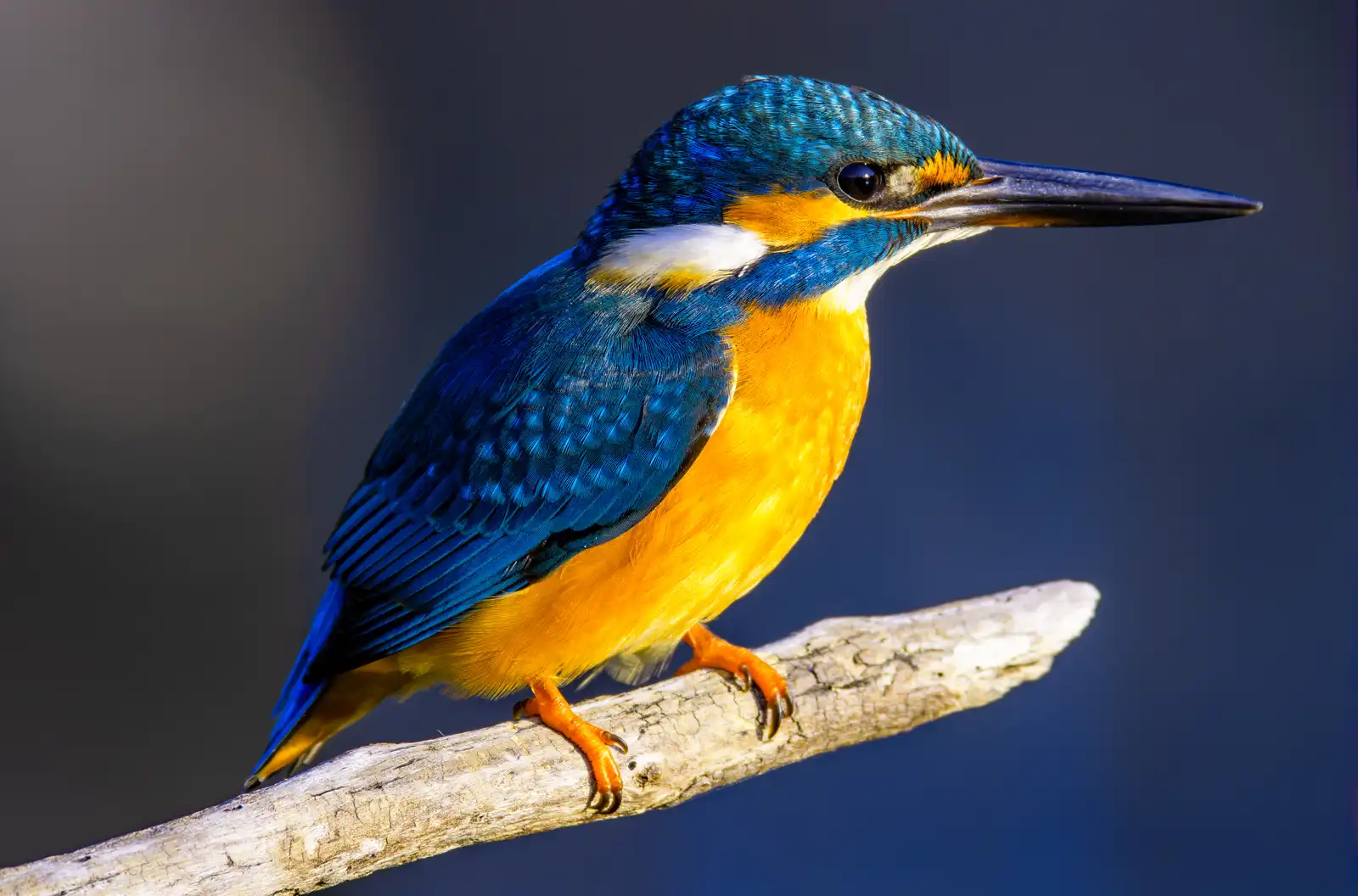 天体望遠鏡BORGで撮影した野鳥・カワセミの写真画像