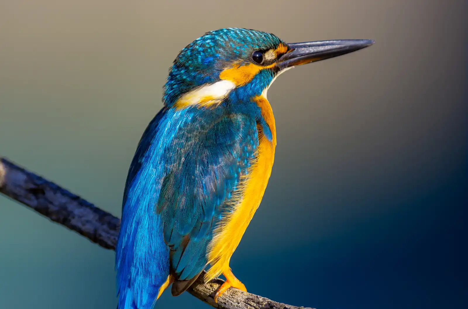 天体望遠鏡BORGで撮影した野鳥・カワセミの写真画像