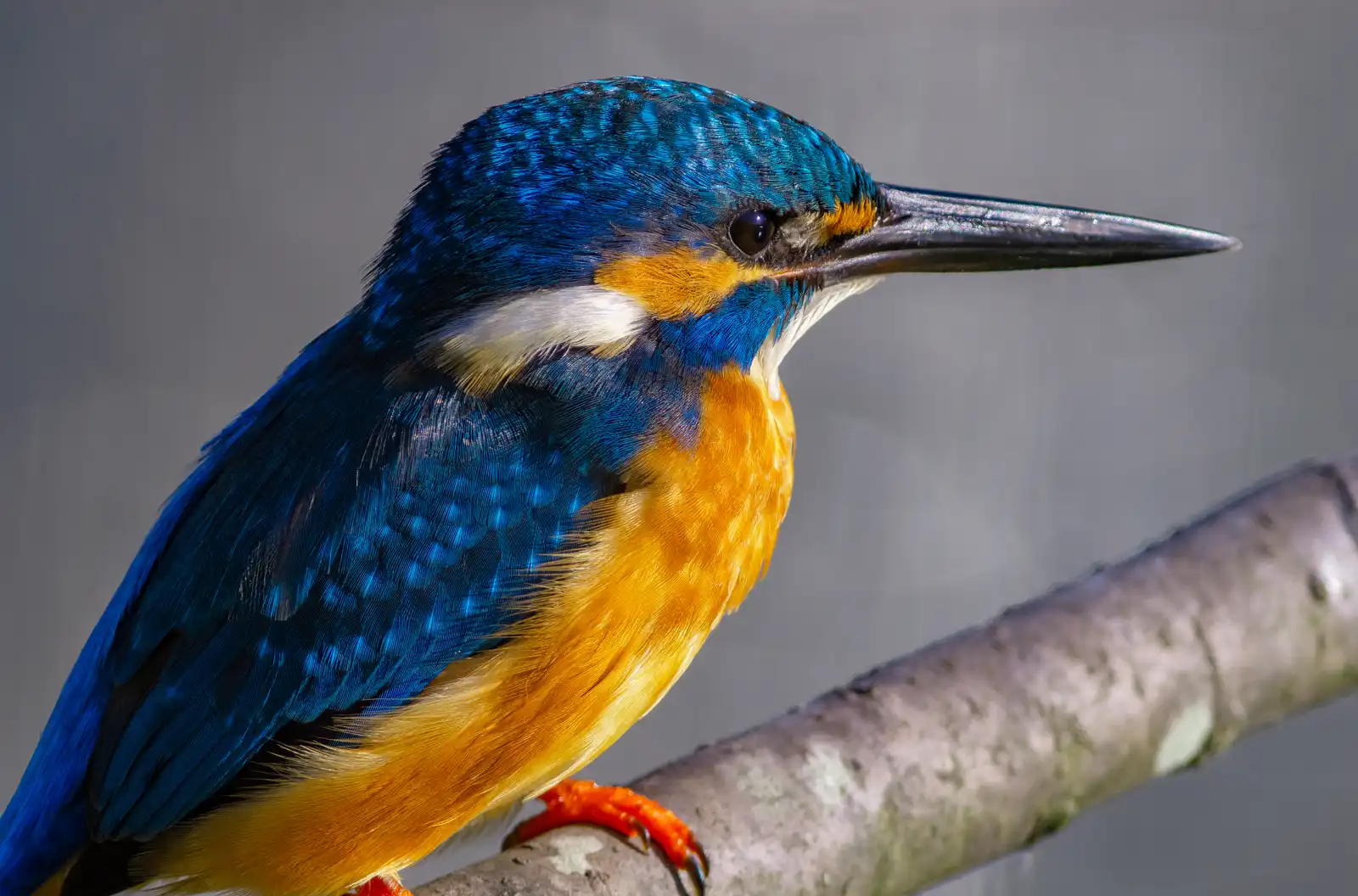 天体望遠鏡BORGで撮影した野鳥・カワセミの写真画像