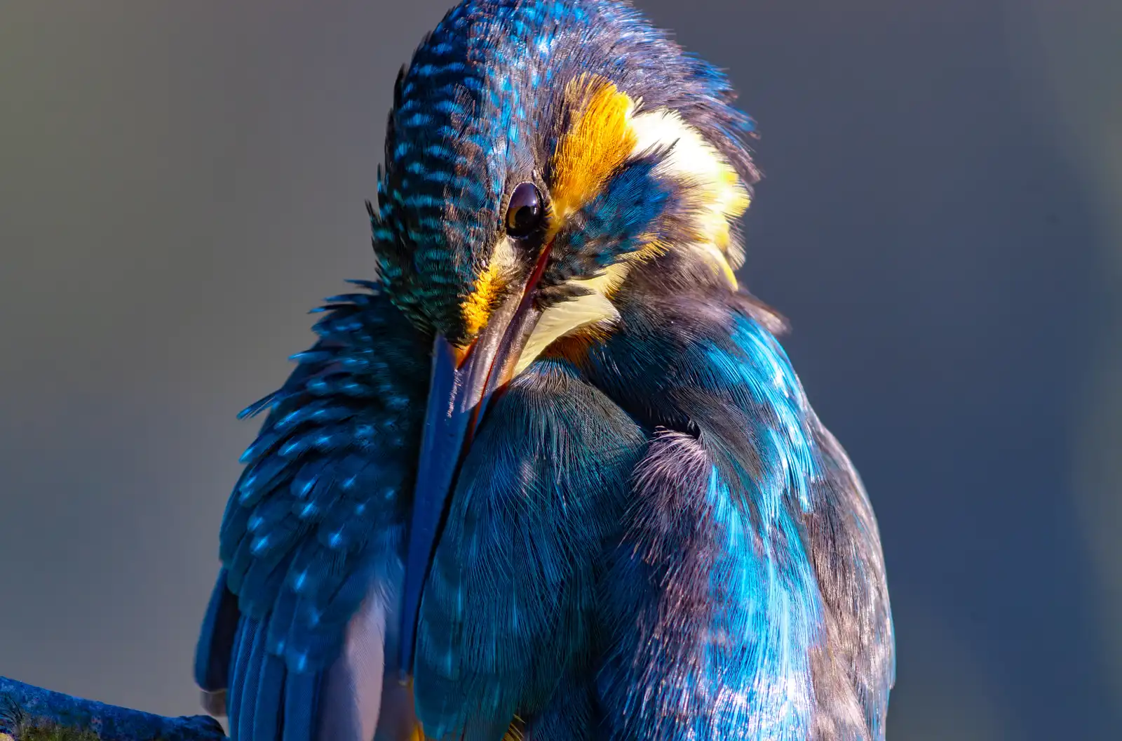 天体望遠鏡BORGで撮影した野鳥・カワセミのドアップ羽繕いの写真画像