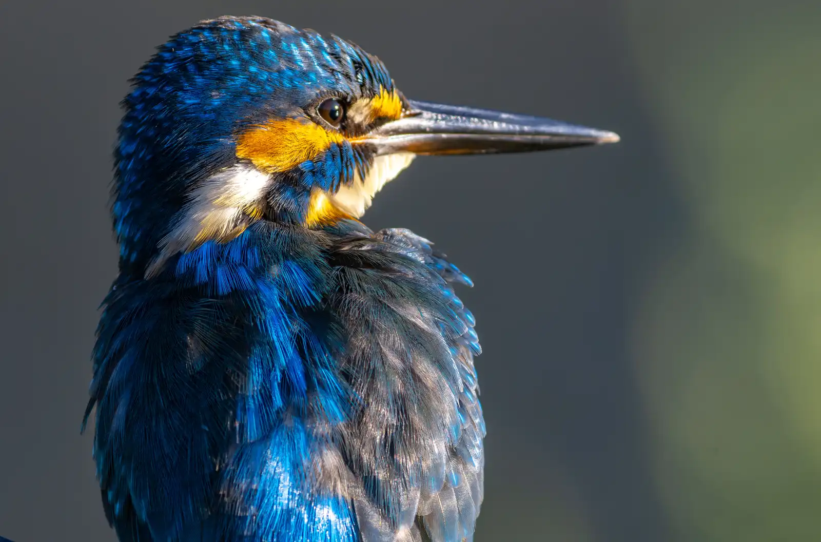 野鳥・カワセミのバストアップ高解像写真画像