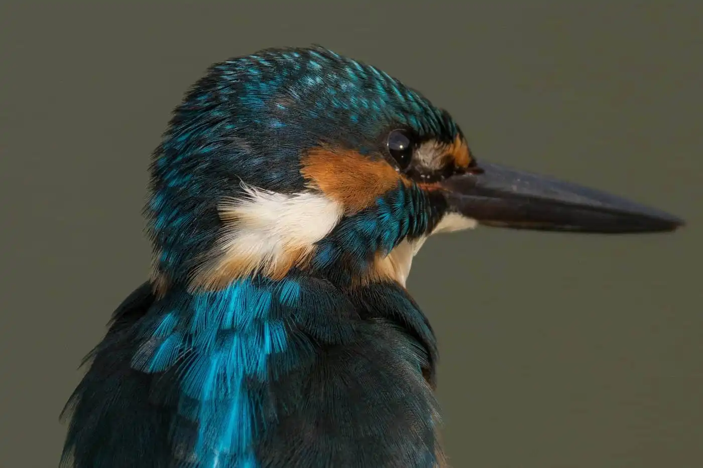 野鳥・カワセミのバストアップ高解像写真画像