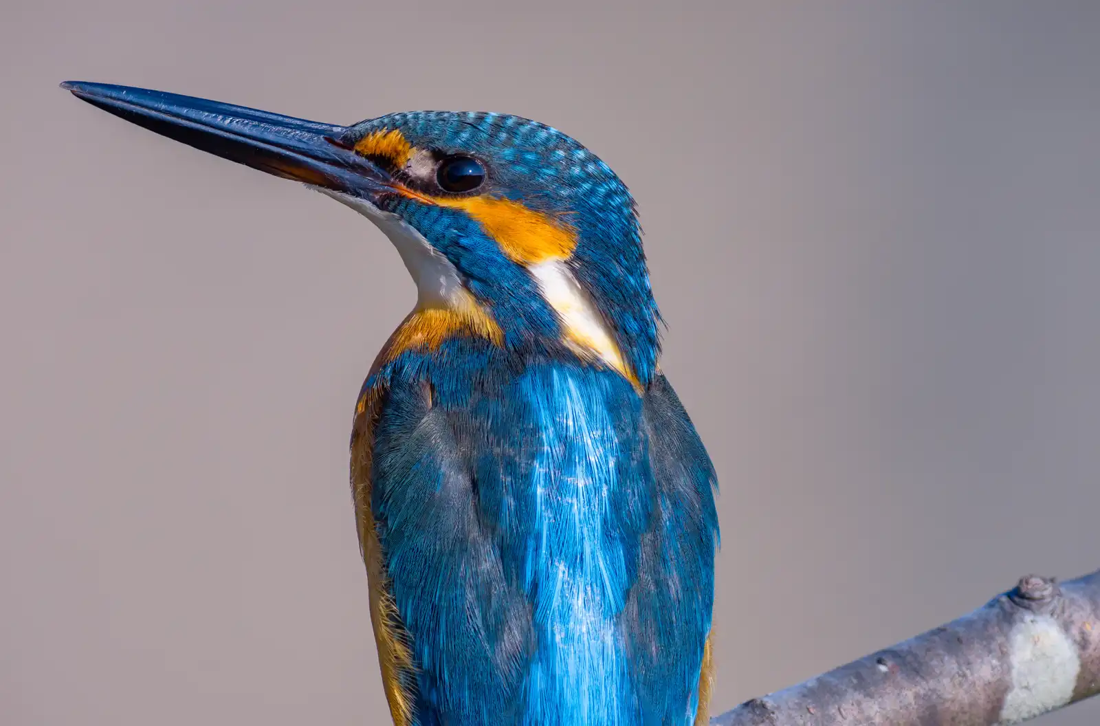 野鳥・カワセミのドアップ写真画像