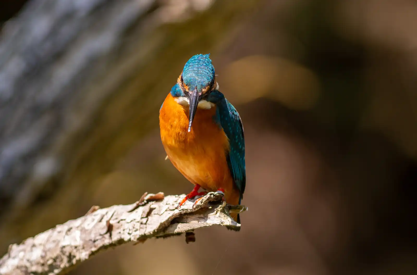 天体望遠鏡BORGで撮影した野鳥・カワセミのドアップ写真画像