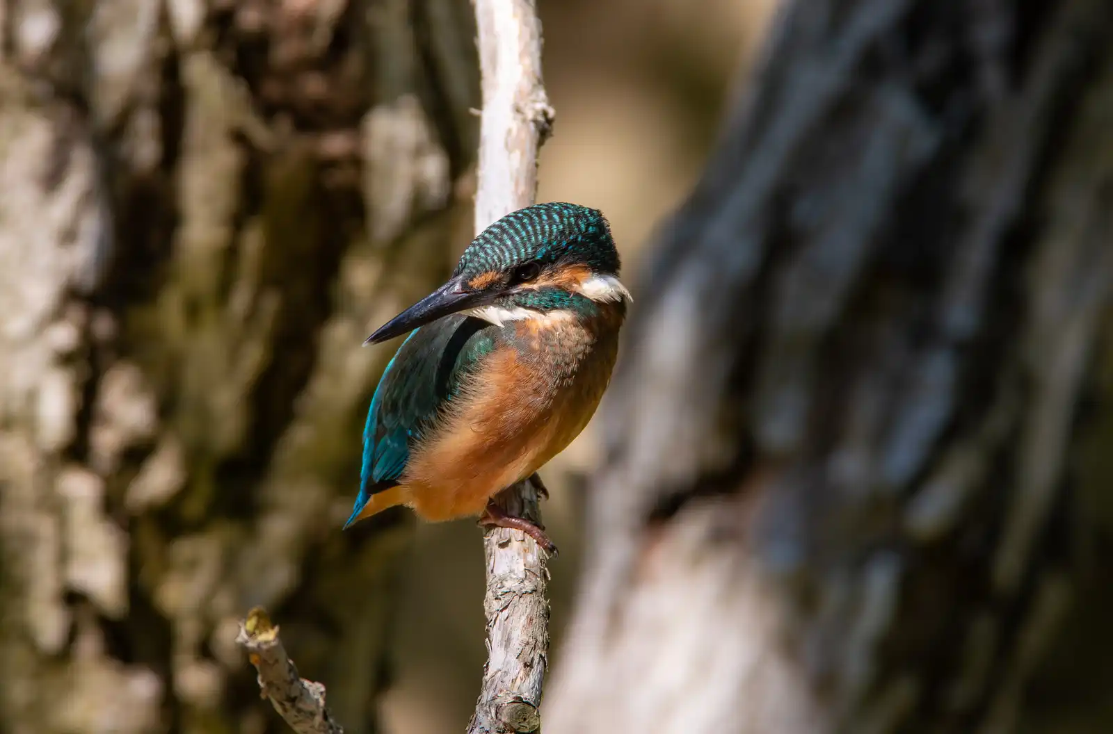 野鳥・カワセミ幼鳥の写真画像