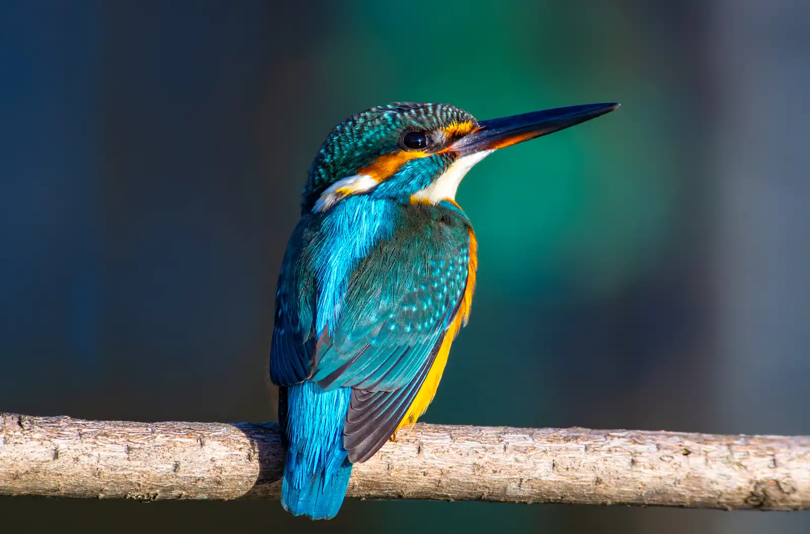 野鳥・カワセミの写真画像