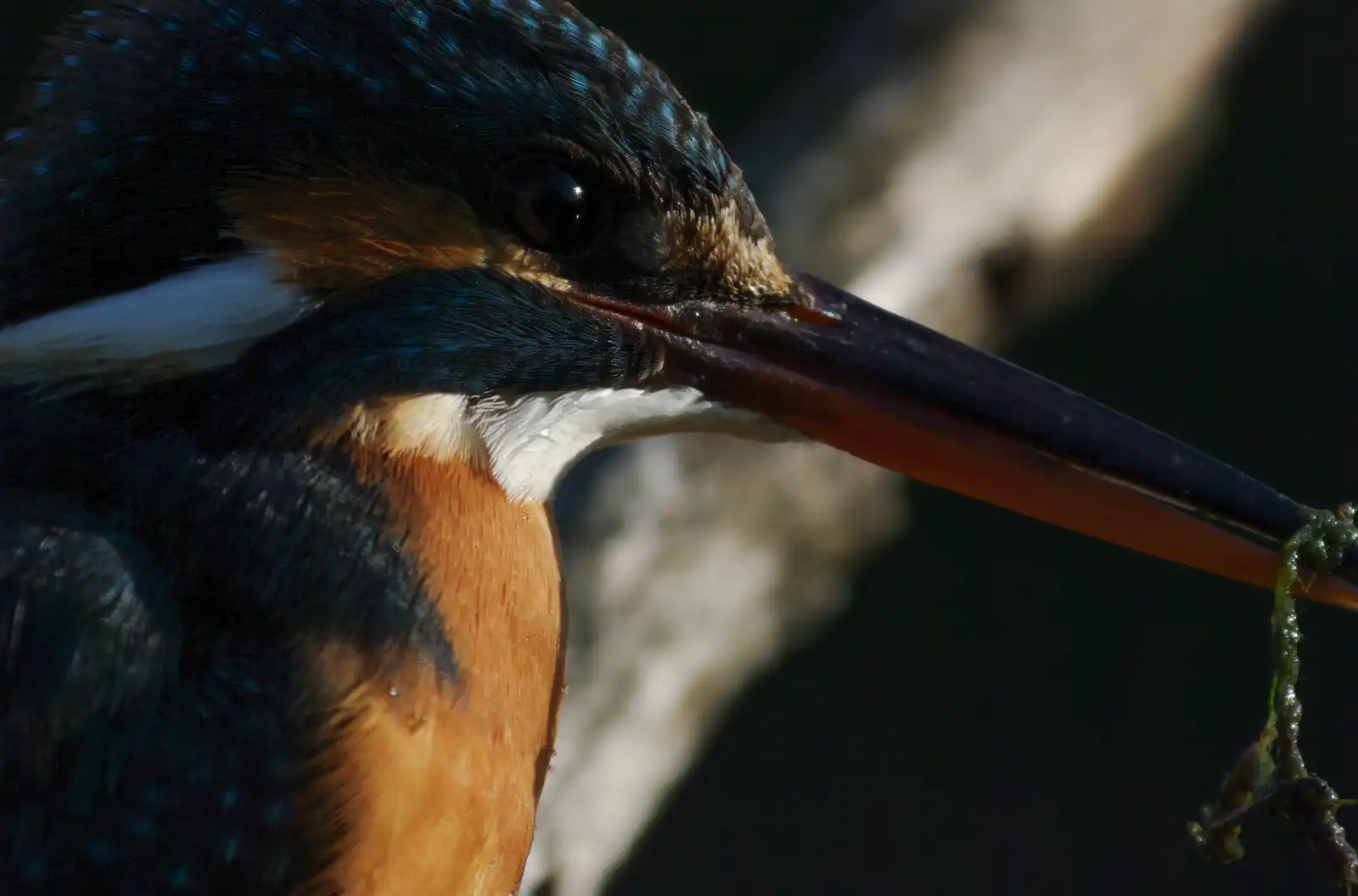 野鳥・カワセミの顎の白い羽毛の写真画像
