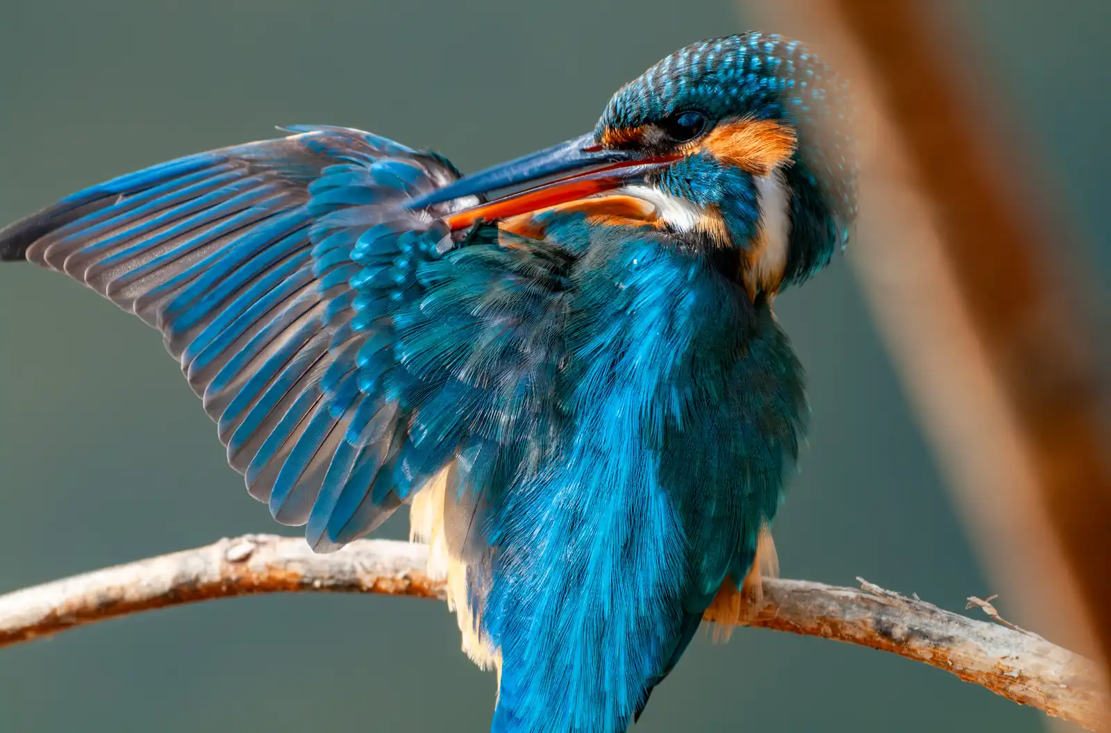 天体望遠鏡BORGで撮影した野鳥・カワセミの羽繕いの写真画像