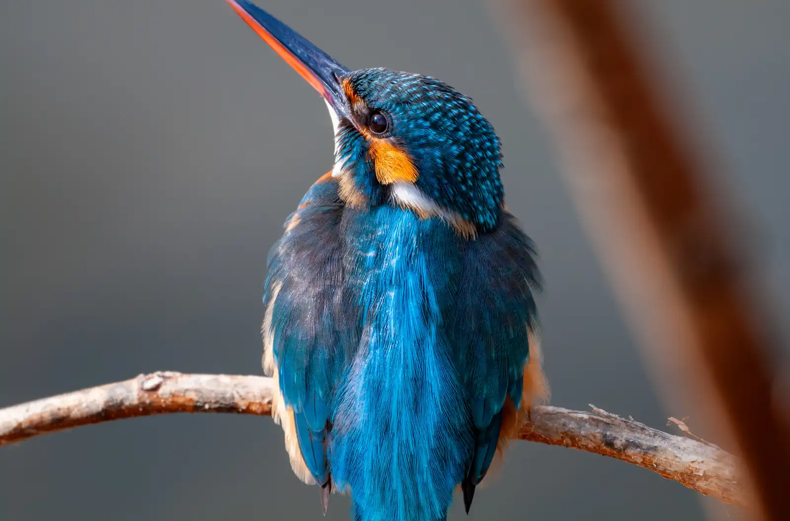 天体望遠鏡BORGで撮影した野鳥・カワセミの写真画像