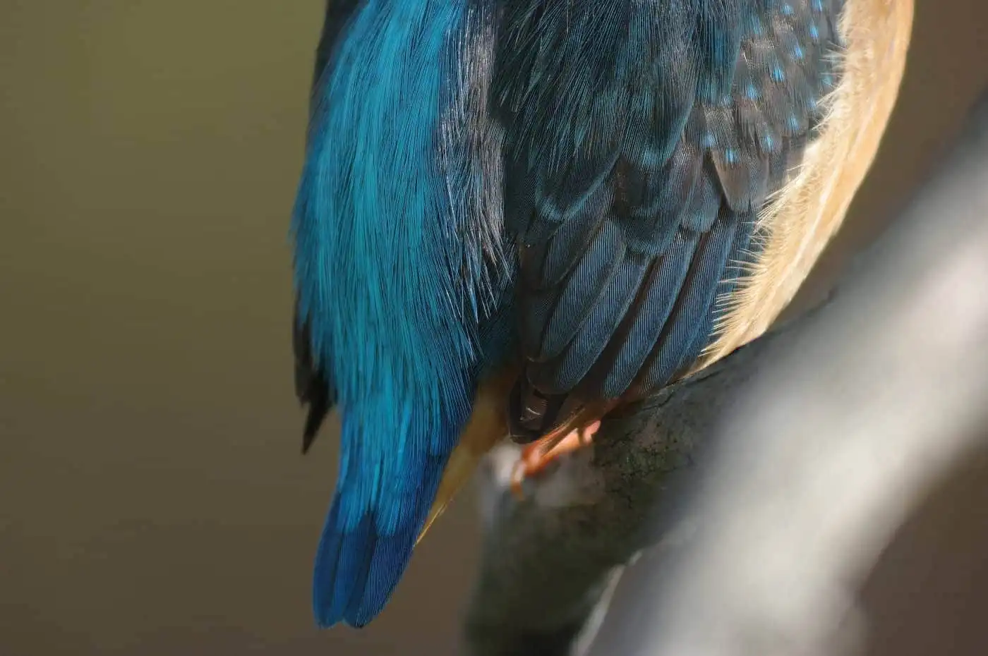 野鳥・カワセミの下半身の高解像写真画像