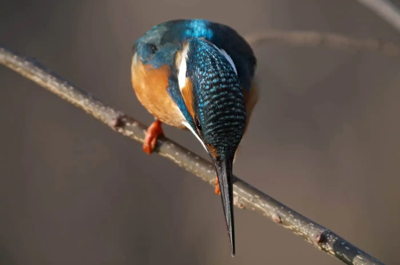 天体望遠鏡BORGで撮影した野鳥・カワセミの写真画像