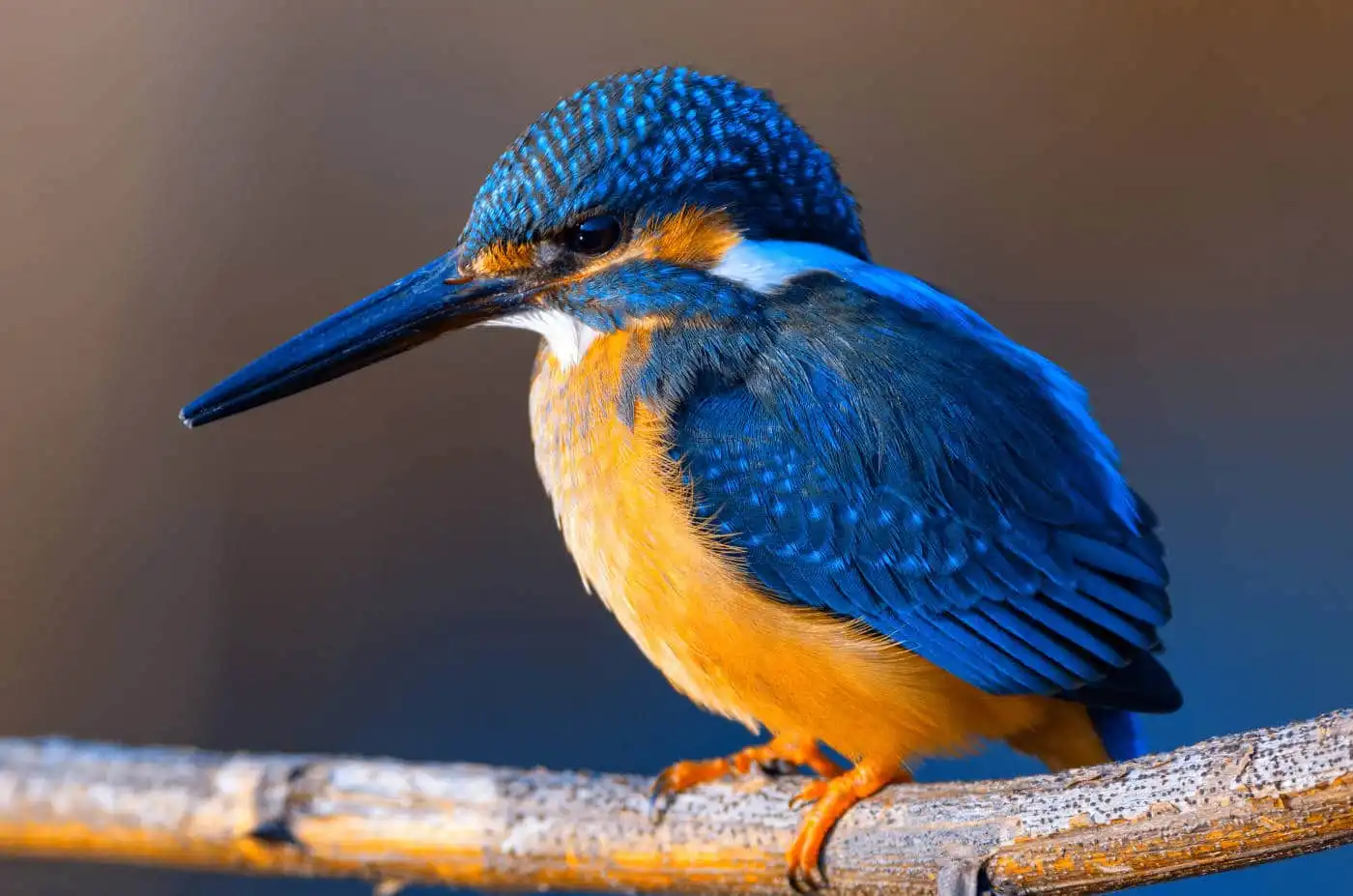 カワセミの野鳥写真画像 高画質 バーダーショップ フジノ
