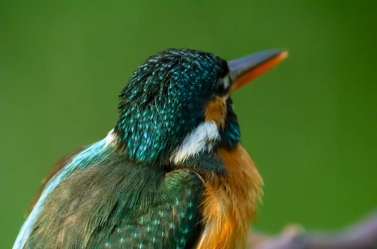天体望遠鏡BORGで撮影した野鳥・カワセミの写真画像