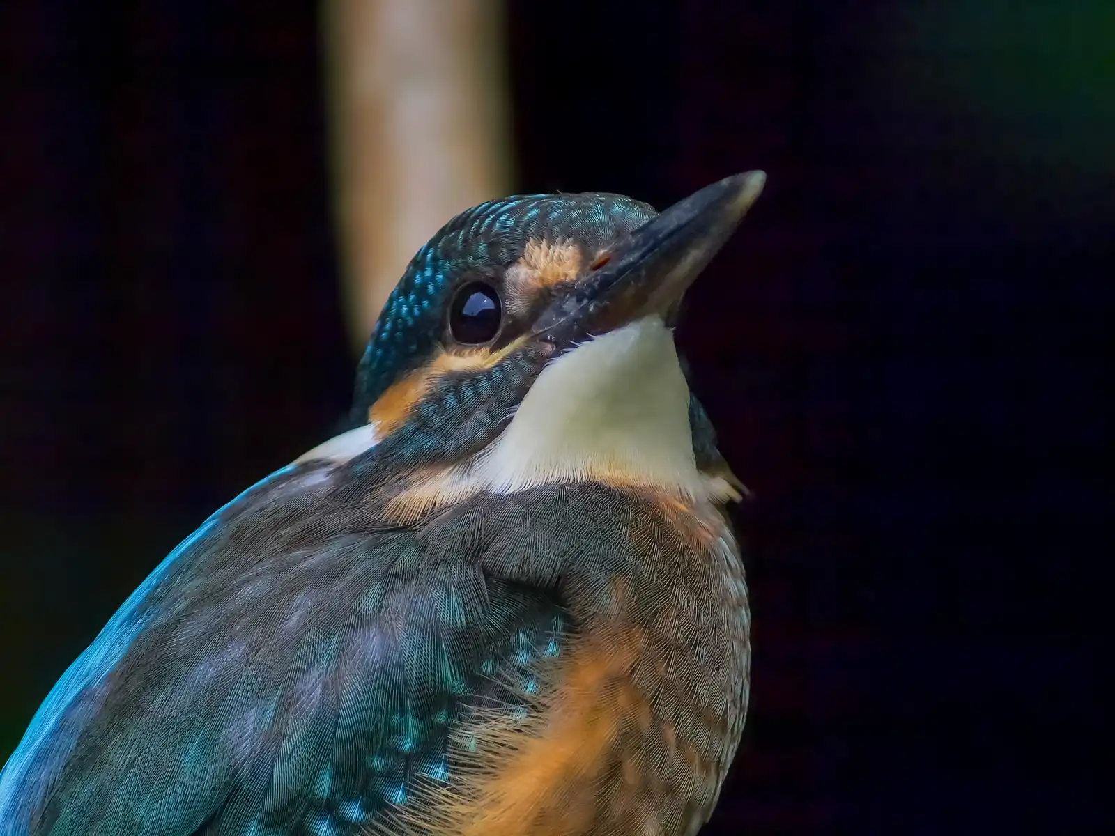 天体望遠鏡BORGで撮影した野鳥・カワセミ幼鳥のバストアップ写真画像
