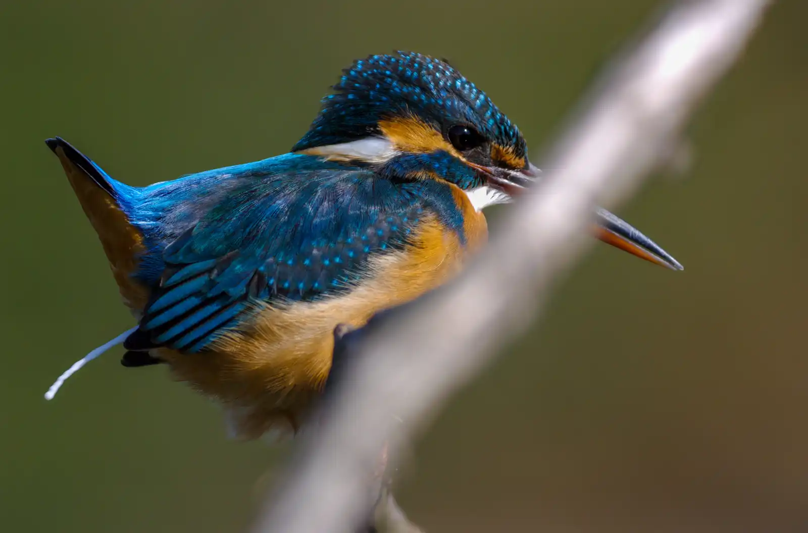 野鳥・カワセミが糞をした瞬間の写真画像