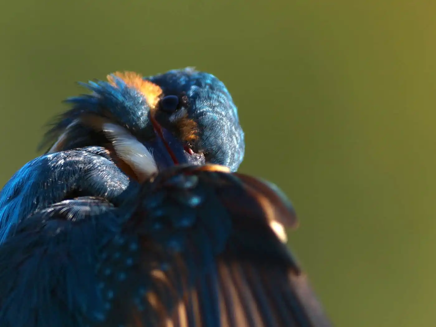 天体望遠鏡BORGで撮影した野鳥・カワセミのバストアップの羽繕いシーンの写真画像