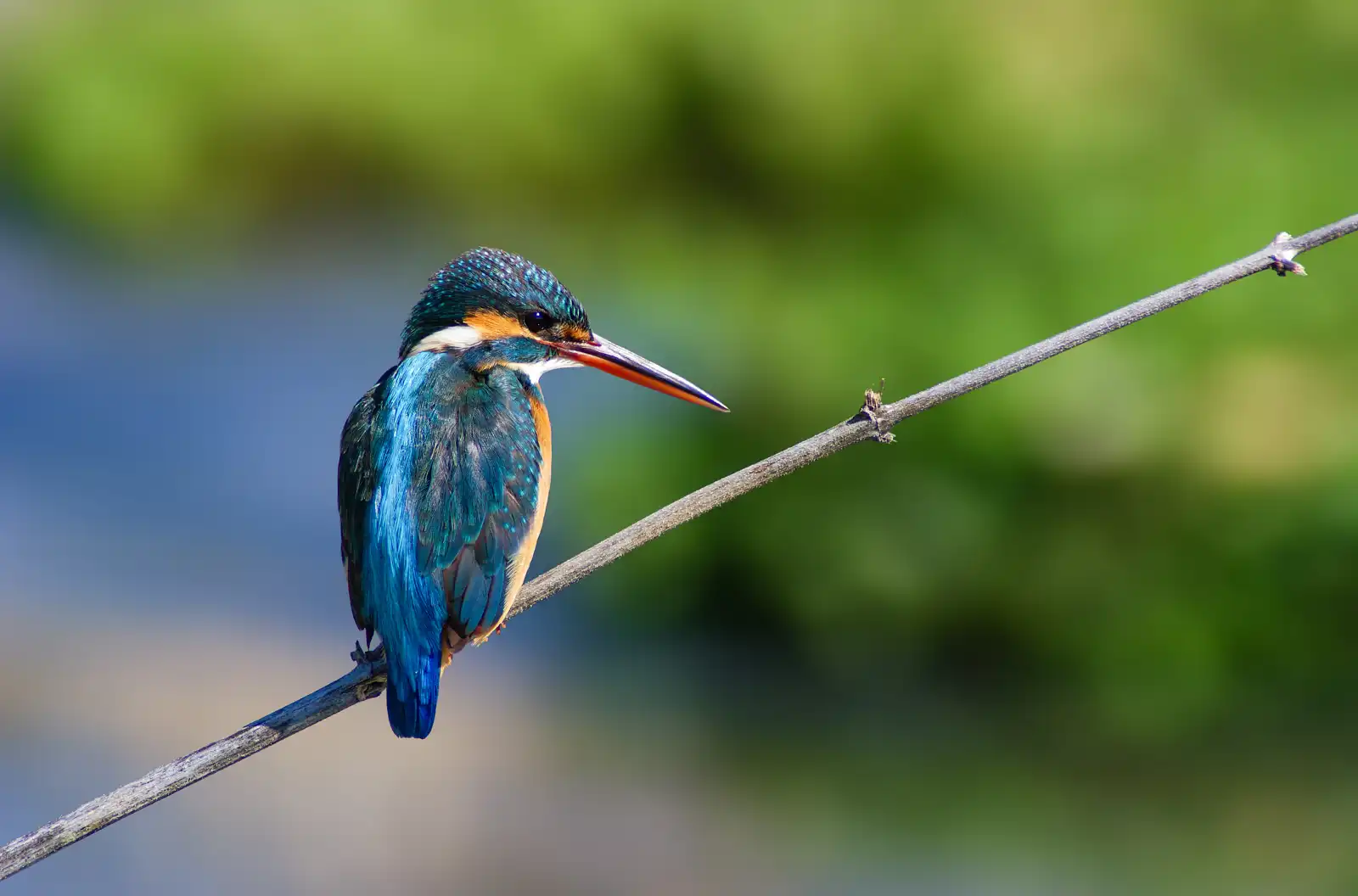 野鳥・カワセミの写真画像