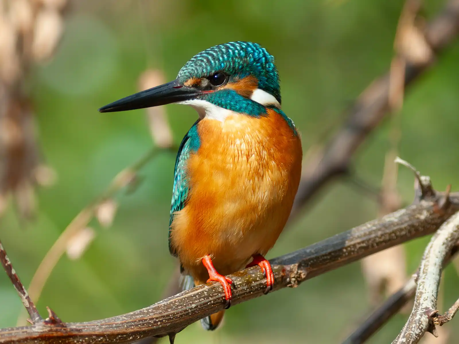 野鳥・カワセミの写真画像