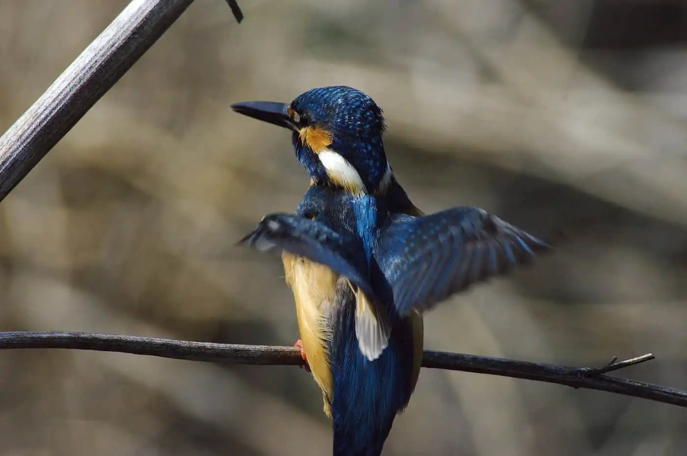 野鳥・カワセミの写真画像