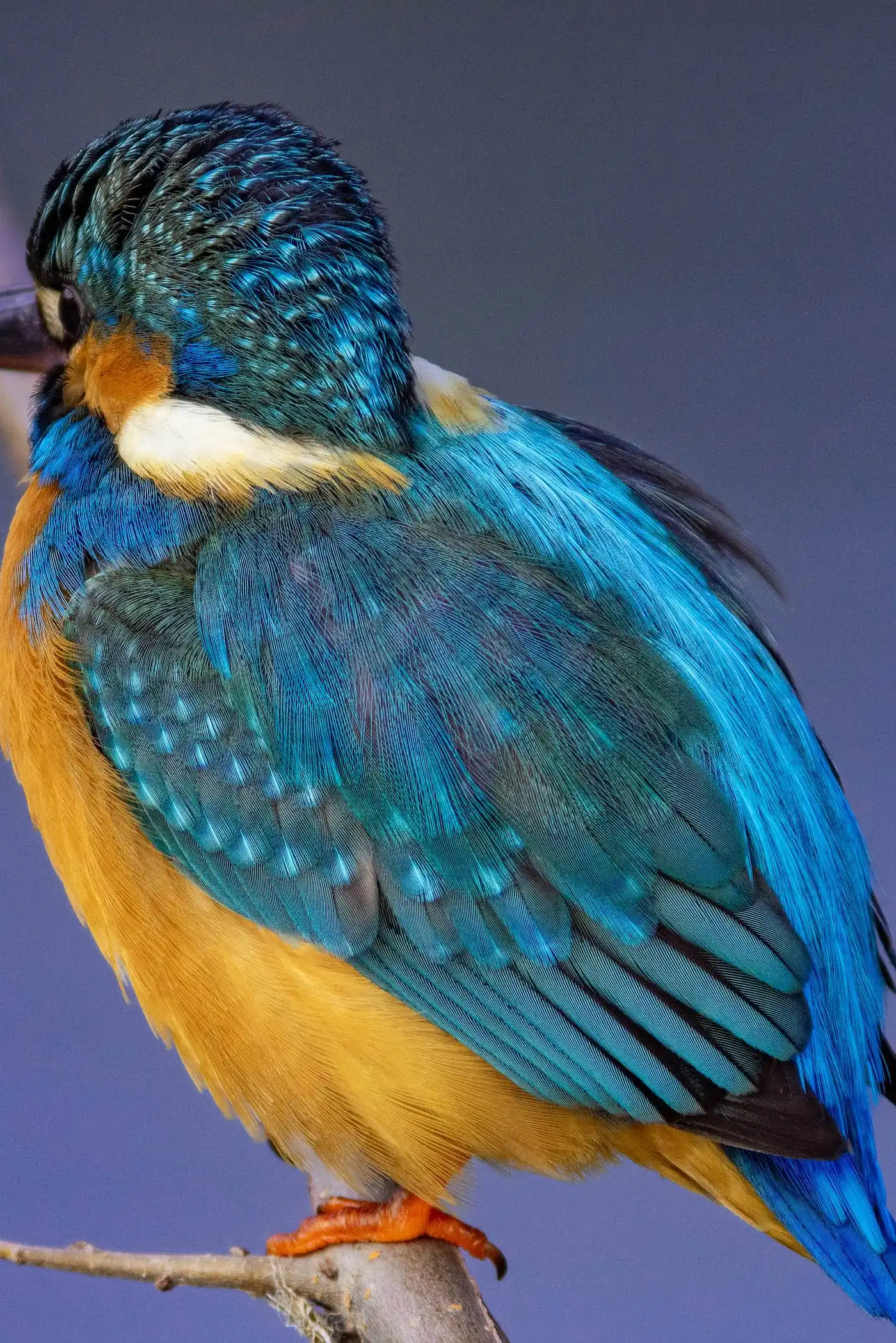 野鳥・カワセミの高解像写真画像