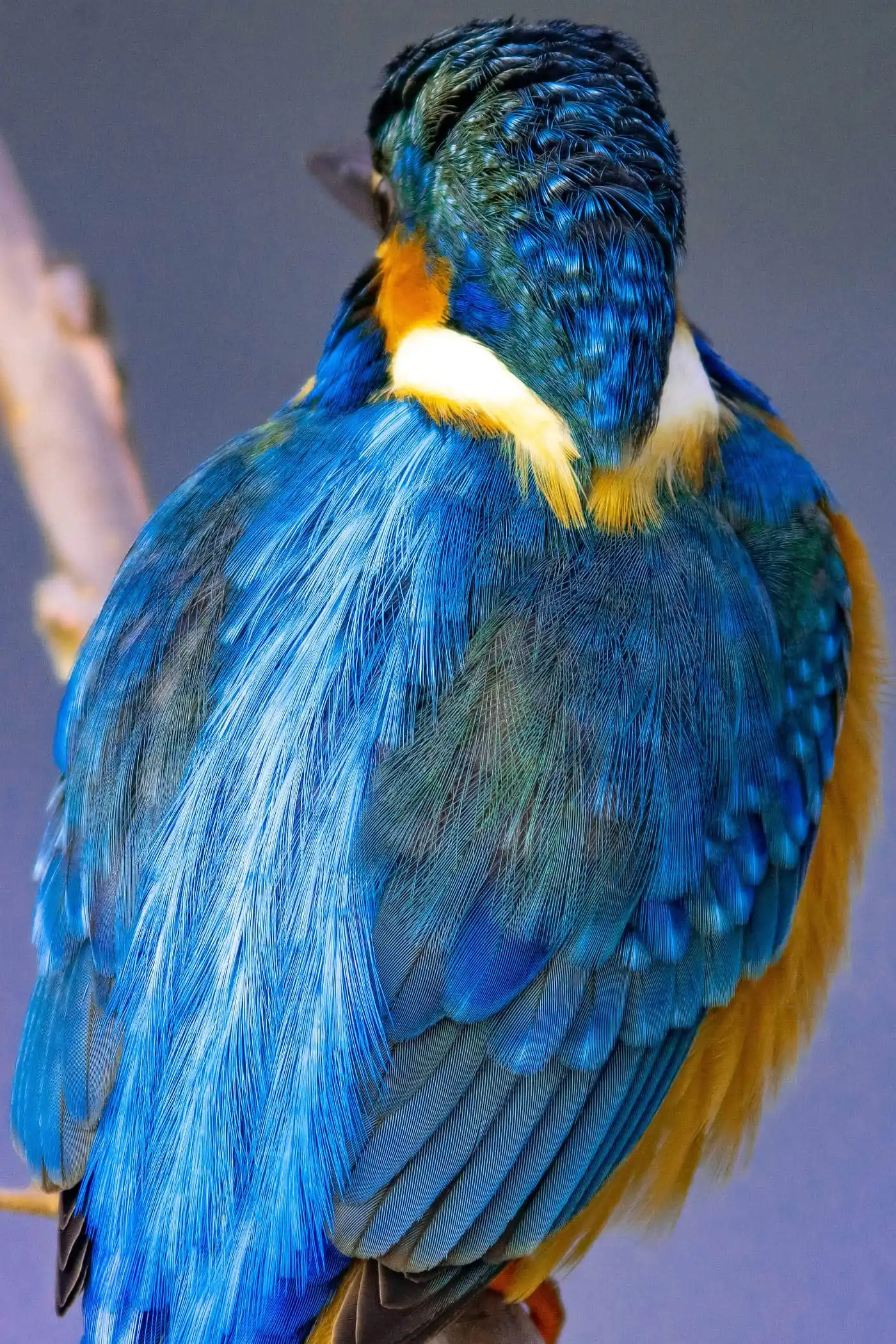 AFボーグ BORG90FLで撮影した野鳥・カワセミの高解像写真画像