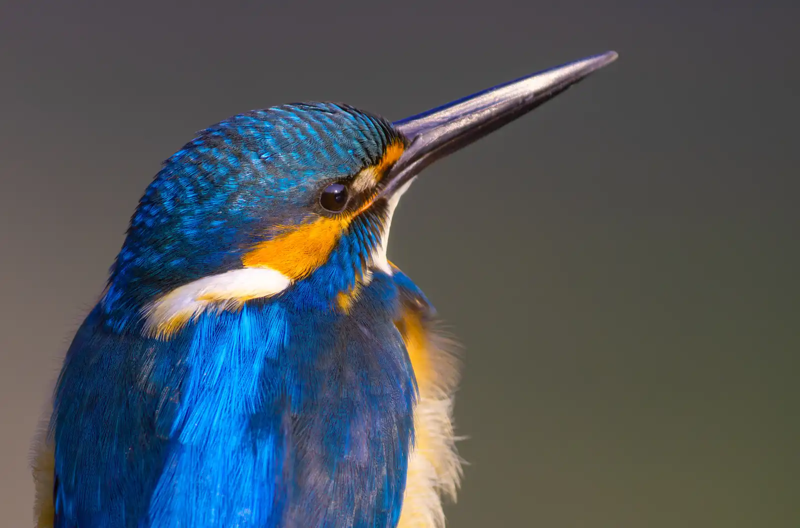 野鳥・早朝のカワセミの写真画像