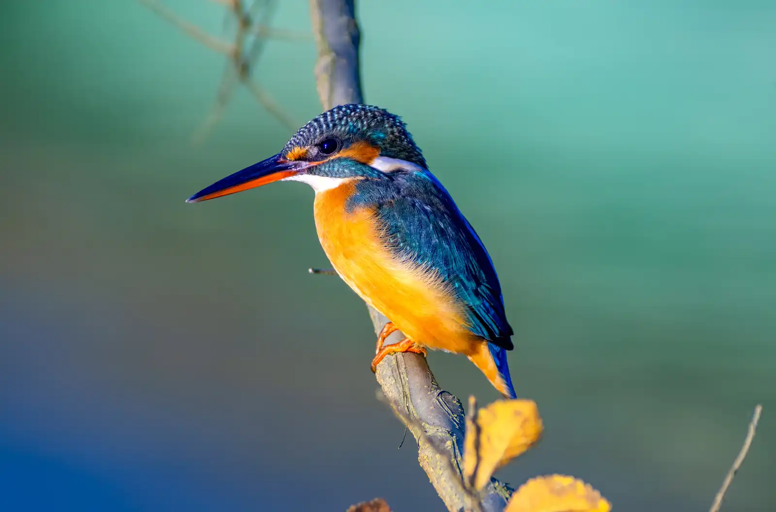 天体望遠鏡BORGで撮影した野鳥・カワセミの写真画像